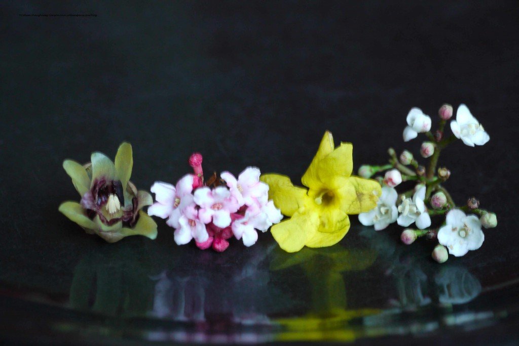 Spring flowers-Jardin des Plantes